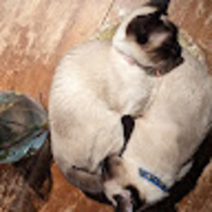 Meet your Posher, Carmen